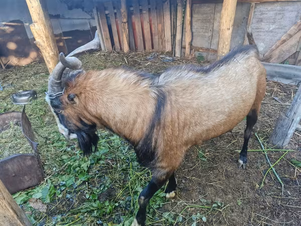 बकरा, LaMancha goats
