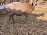 Sheep, Baerchuke sheep — photo 4