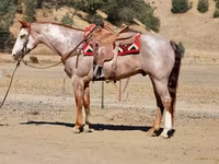 حصان, National Show Horse — الصورة 5