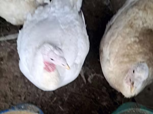 Turkeys — Өзбекстан