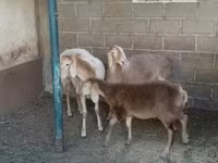 भेड़, Arashan sheep — फ़ोटो 3