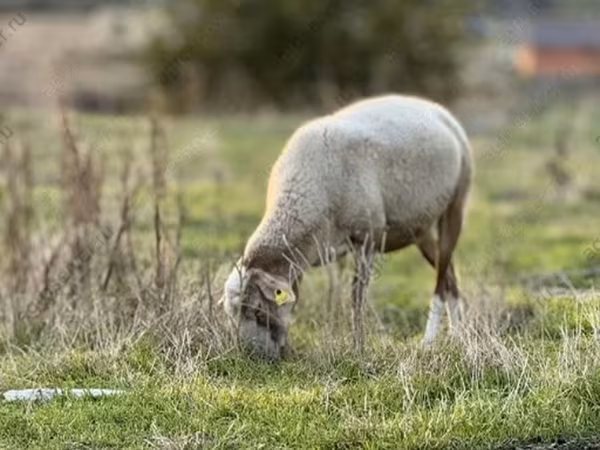 Schaf, Katum sheep