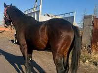 Caballo, Caballos — foto 3