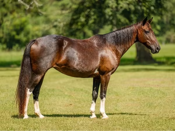 Бие, American paint horse