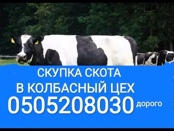 Бұқа, Голштин тұқымы — Қырғызстан