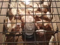 Chickens — Foto 4