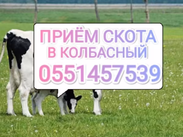 Бұқа, Ірі қара
