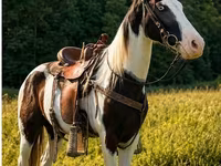 Hengst, Appaloosa — Foto 8