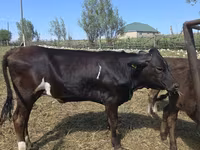 Vaca, Swiss cattle — foto 4