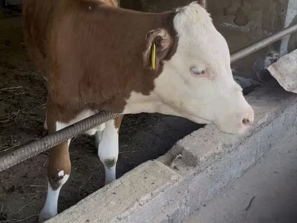 Toro, Simmental cattle — Uzbekistán