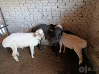 Ram, Sheep — photo 5