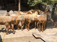 Sheep, Baerchuke sheep — photo 2