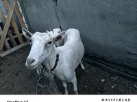बकरी, Saanen goat — फ़ोटो 1