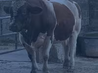 Toro, Men-anju — foto 4