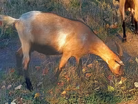 Ешкі, Ешкілер — 2-сурет