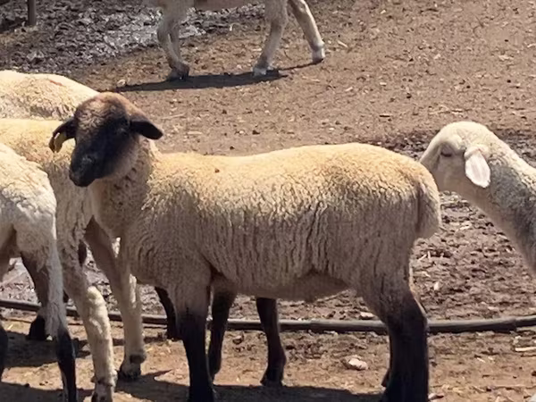 Қошқар, Hampshire sheep