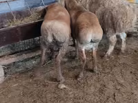 Қой, West-Siberian mutton sheep — 2-сурет