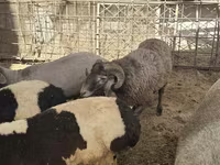Sheep, Sheep — photo 5