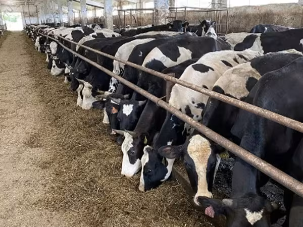 Сиыр, Yaroslavl cattle