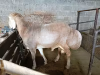 Ram, Rhon sheep — photo 2