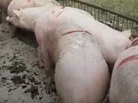 Eber, Schweine — Foto 7