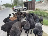 मेढ़ा, भेड़ — फ़ोटो 1