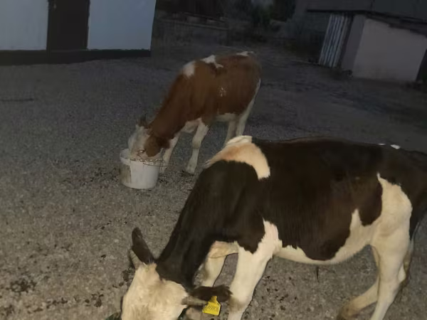 Бұқа, Swiss cattle