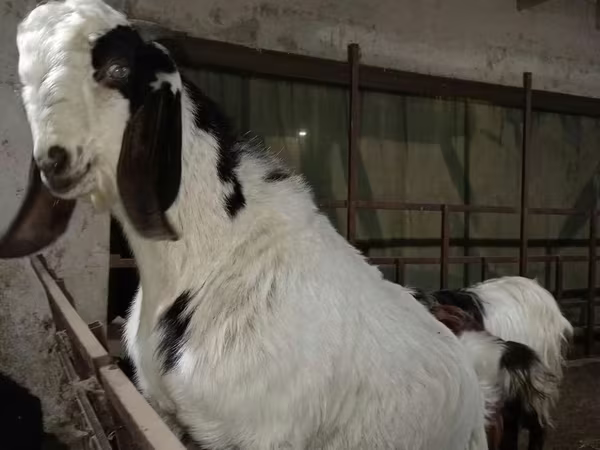 Cabro, Beetal goats