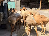 Sheep, Baerchuke sheep — photo 4