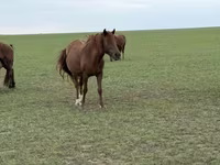 Бие, Жылқылар — 2-сурет