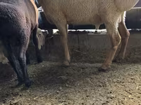 Қой, Arashan sheep — 3-сурет