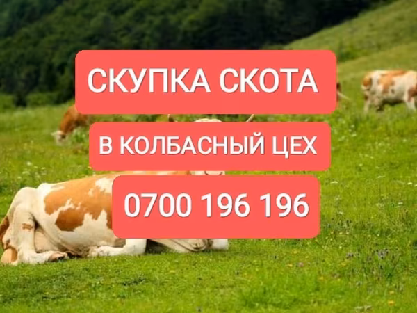 Бұқа, Ірі қара — Қырғызстан