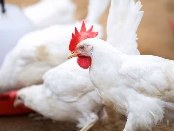 Перьевая мука. Костная мука. Мясокостная мука. Бесплатная доставка. Viber WhatsApp Telegram.