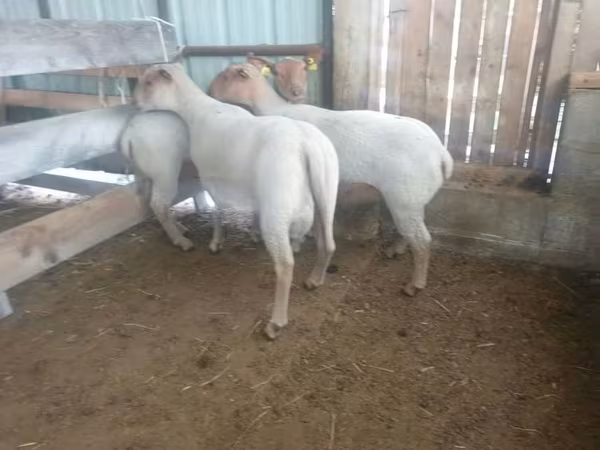 Қой, Baerchuke sheep