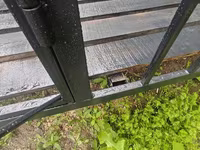 Widder, Schafe — Foto 5