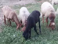 公羊, Sheep — 照片 7