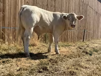 Toro, Raza de vaca — foto 6