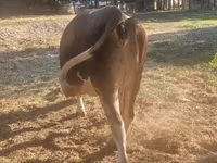 गाय, Swiss cattle — फ़ोटो 2