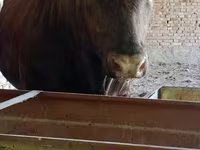 Бұқа, Лимузин сиыры — 3-сурет