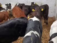 Toro, Ganado vacuno — foto 6