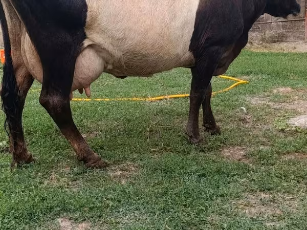 Cow, Cattle