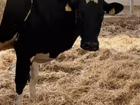 Kuh, Holstein-Rasse — Foto 5