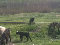 Теке, Nubian Goat — 4-сурет