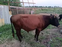 Bull, Cattle — photo 2