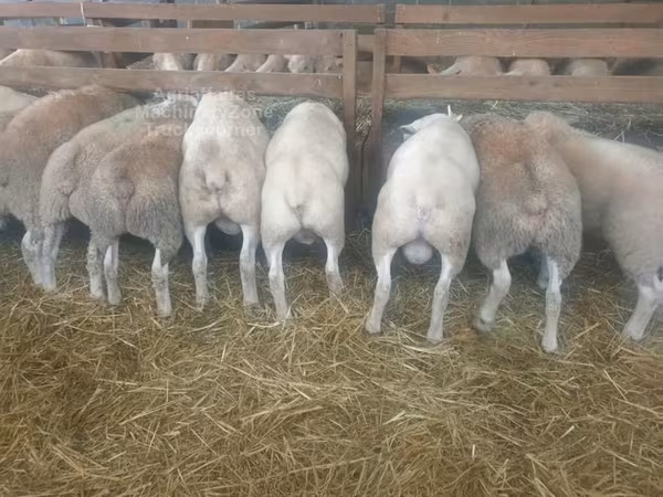 Қой, Baerchuke sheep