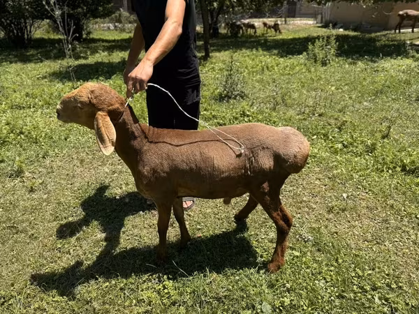 Қошқар, Rhon sheep — Қырғызстан
