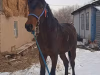 حصان, Arabian horse — الصورة 2