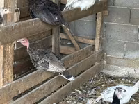 Turkeys — 7-сурет
