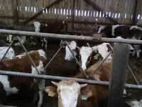Сиыр, Simmental cattle — 1-сурет