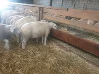 Қой, Baerchuke sheep — 2-сурет